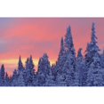 thumbnail image 1 of View Of Snow-Covered Trees And Sky At Twilight, Quebec, Canada. Poster Print (17 x 11), 1 of 3