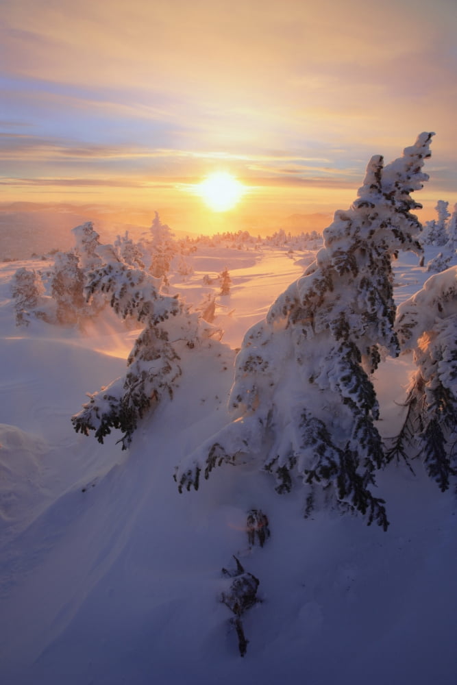 View Of Snow-Covered Trees At Mont Logan At Sunrise Quebec Canada Canvas Art - Yves Marcoux Design Pics (11 x 17)