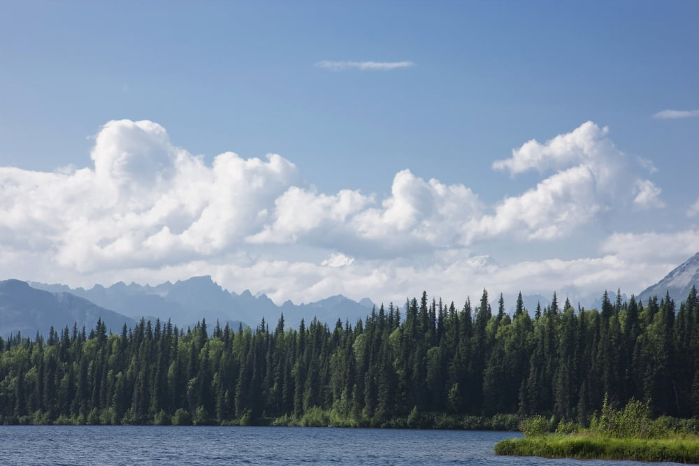 View Of The Alaska Range From Byers Lake Summer Denali State Park Southcentral Alaska Canvas Art - Kevin Smith Design Pics (38 x 24)