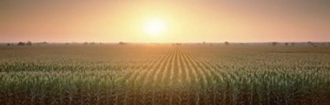 View Of The Corn Field During Sunrise Sacramento County California USA Canvas Art - Panoramic Images (18 x 6)