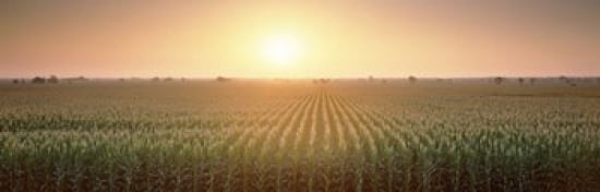 View Of The Corn Field During Sunrise Sacramento County California USA Canvas Art - Panoramic Images (36 x 12)