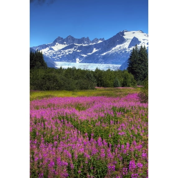 View Of The Mendenhall Glacier With A Field Of Fireweed In The Foreground Southeast Alaska Summer Hdr Image