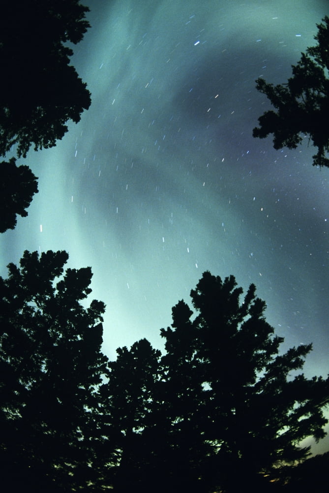 View Of Trees And Northern Lights Birds Hill Provincial Park Manitoba Canvas Art - Dave Reede Design Pics (11 x 17)