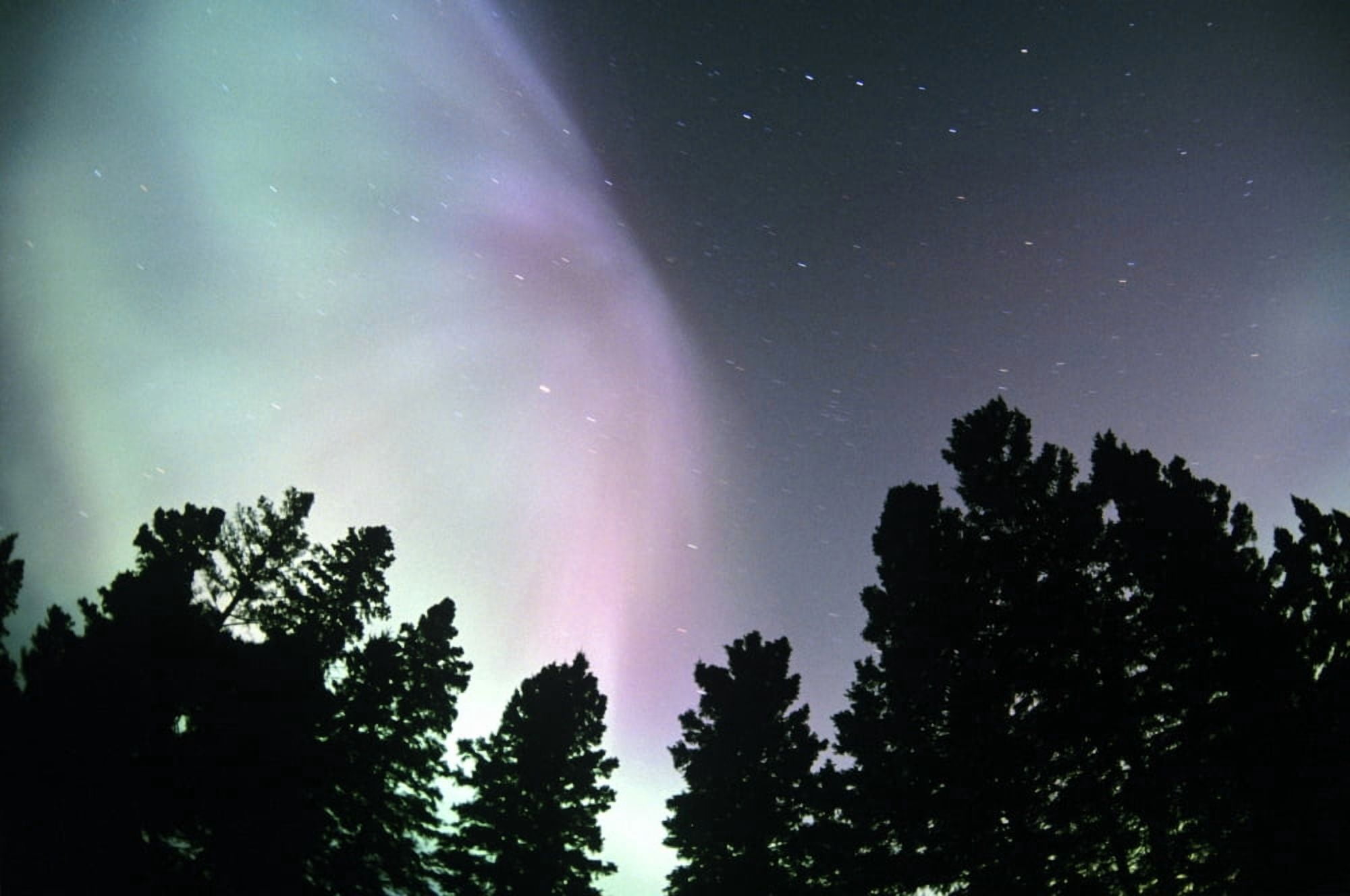 View Of Trees And Northern Lights Birds Hill Provincial Park Manitoba Canvas Art - Dave Reede Design Pics (17 x 11)
