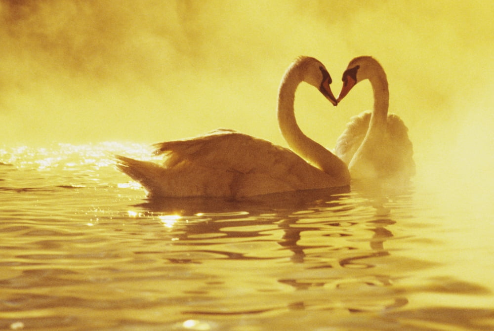 View Of Two African Swans Misty Sunset Romantic Setting Heads Together Ina Heart Shape Canvas Art - Brent Black Design Pics (17 x 11)