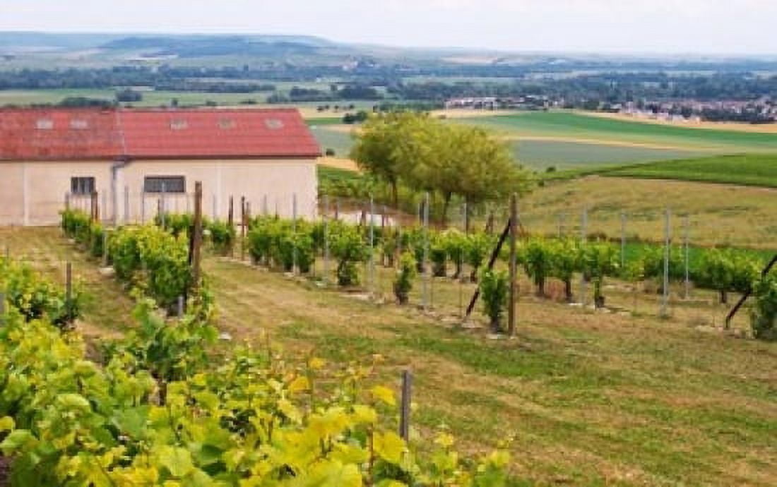 View Over the Mother Vines Champagne France Canvas Art - Per Karlsson DanitaDelimont (36 x 24)