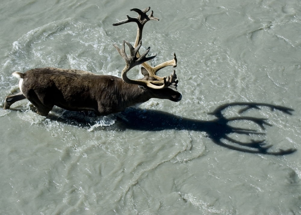 View Overlooking A Bull Caribou As It Crosses A River In Denali National Park & Preserve Interior Alaska Autumn Canvas Art - Cathy Hart Design Pics (17 x 12)