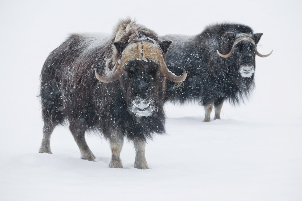 View Of A Pair Of Muskoxen Bulls At The Alaska Wildlife Conservation Center During A Fresh Snowfall Portage Southcentral Alaska Winter Captive Canvas Art - Doug Lindstrand Design Pics (19 x 12)