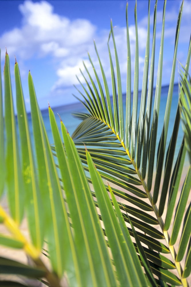 View Through Green Palm Leaves Of Blue Sky White Clouds Turquoise Water Tilted Canvas Art - Dana Edmunds Design Pics (24 x 38)