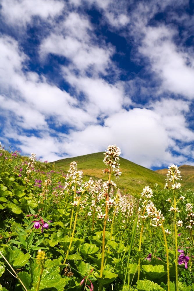View Of Tundra Wildflowers And Altocumulus Floccus Clouds At Thorofare Pass Denali National Park Interior Alaska Summer Canvas Art - Michael DeYoung Design Pics (11 x 17)