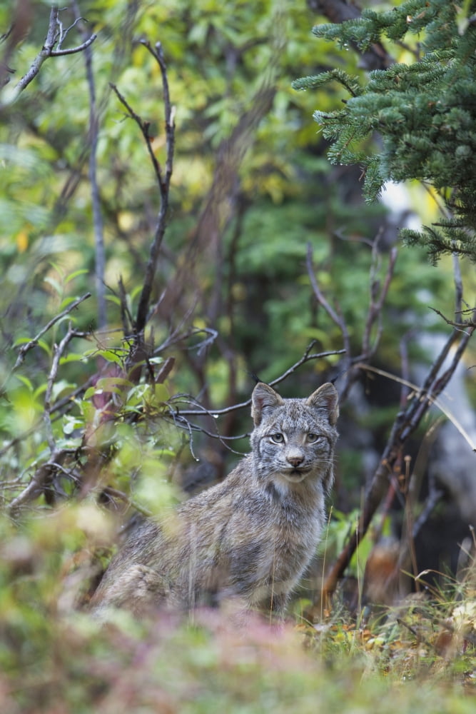 View Of A Wild Canada Lynx Sitting Beneath An Alder Tree In Denali National Park Alaska Interior Fall Canvas Art - Milo Burcham Design Pics (24 x 38)