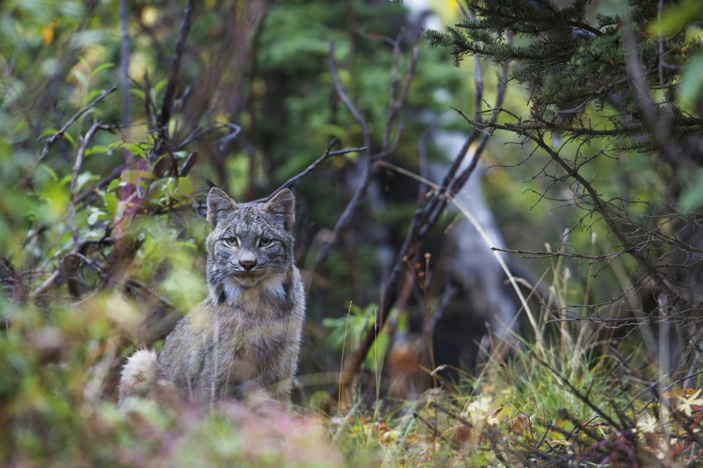 View Of A Wild Canada Lynx Sitting Beneath An Alder Tree In Denali National Park Alaska Interior Fall Canvas Art - Milo Burcham Design Pics (38 x 24)