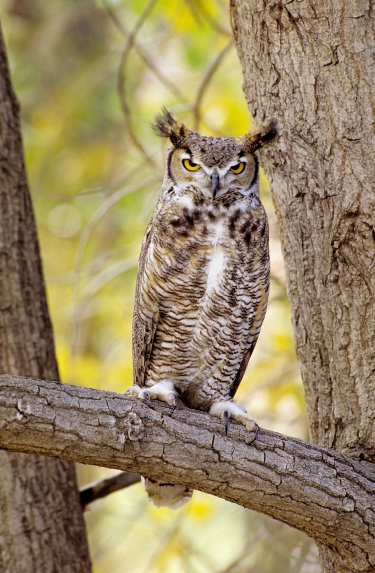 View of Brown Great Horned Owl (Bubo Virginianus ) sitting in Cottonwood tree Canvas Art - John Hyde Design Pics (11 x 18)