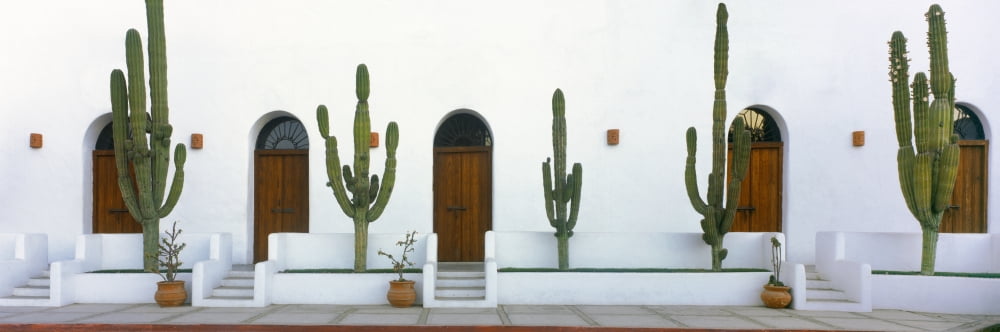 View of Cardon cactus plants outside a building Todos Santos Baja California Sur Mexico Canvas Art - Panoramic Images (27 x 9)