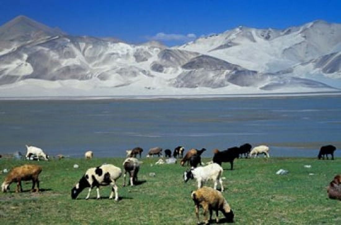 View of Grazing Sheep Karakuli Lake and Mt Kunlun Silk Road China Canvas Art - Keren Su DanitaDelimont (36 x 24)