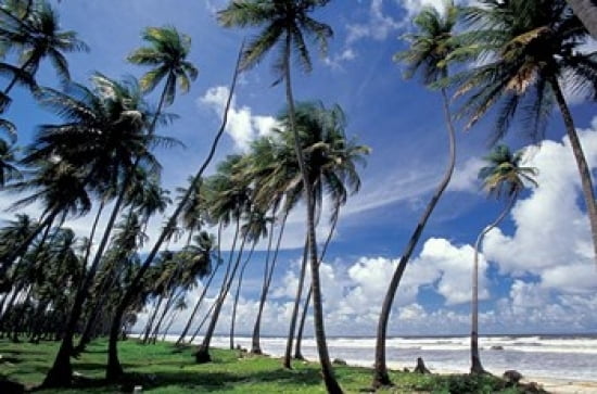 View of Manzanilla Bay Port of Spain Trinidad Caribbean Canvas Art - Greg Johnston DanitaDelimont (36 x 24)