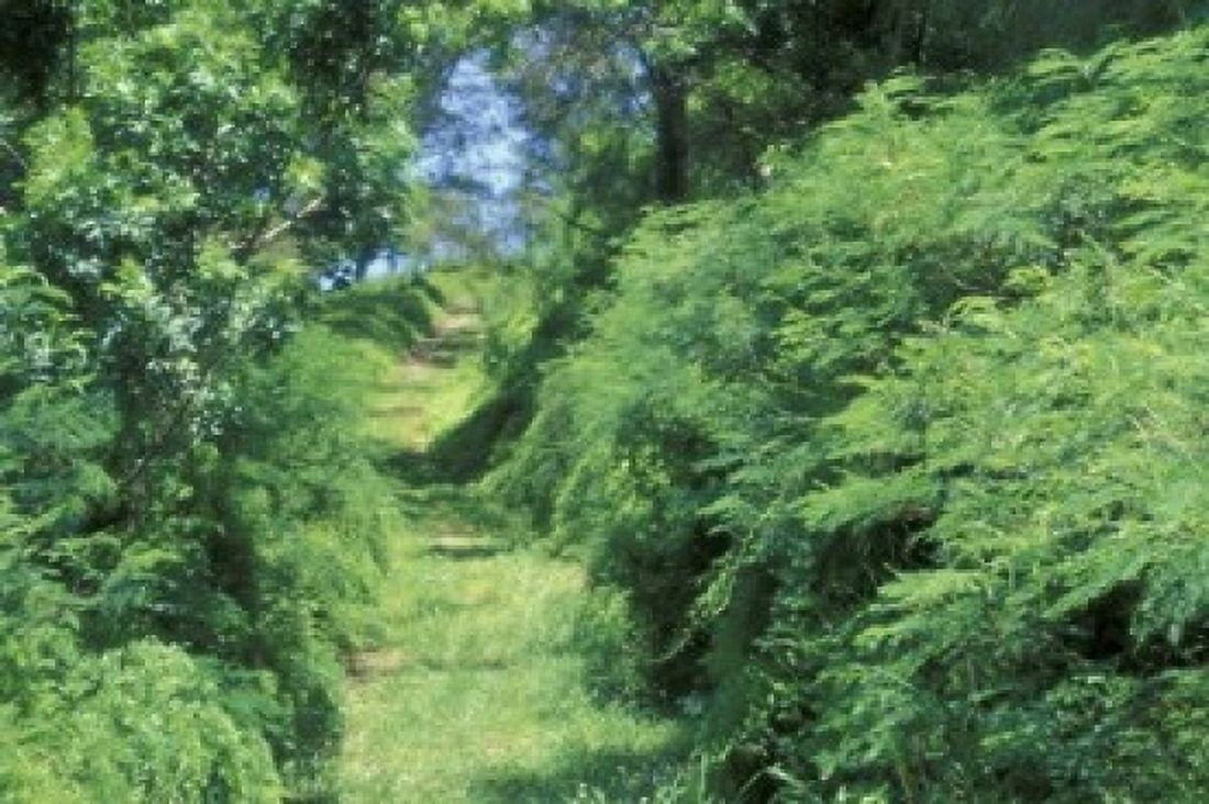 View of Path Through Trees Bermuda Caribbean Canvas Art - Robin Hill  DanitaDelimont (18 x 12)