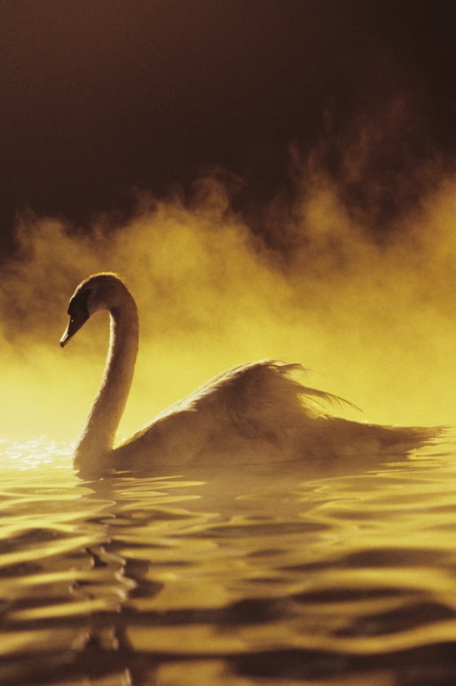 View of Single White African Swan in water Canvas Art - Brent Black  Design Pics (11 x 17)