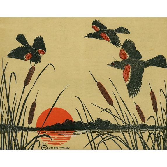 View of a Flock of Coot Birds Flying over a Pond, Vintage Magazine (9x12 Wall Art Print, Home Decor)