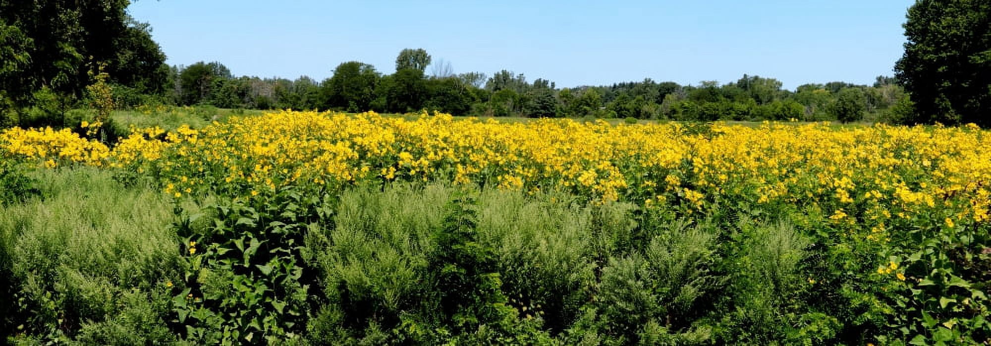 View of a field Abshire Prairie Goshen Elkhart County Indiana USA Canvas Art - Panoramic Images (12 x 36)