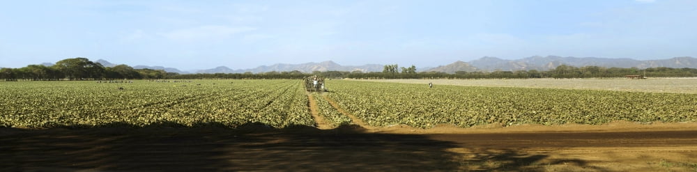 View of cantaloup field Costa Rica Canvas Art - Panoramic Images (27 x 9)