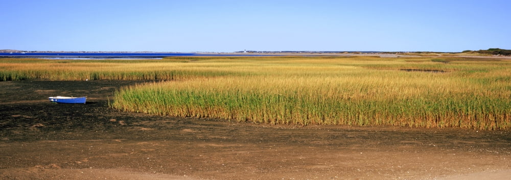View of crop in field Cape Cod Massachusetts USA Canvas Art - Panoramic Images (7 x 18)