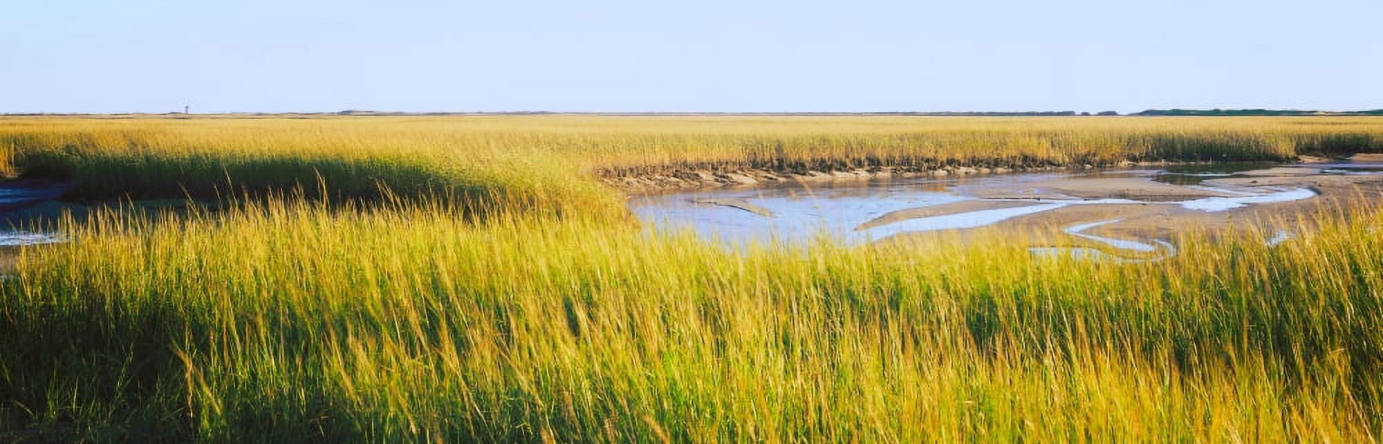 View of crop in the field Cape Cod Massachusetts USA Canvas Art - Panoramic Images (6 x 18)