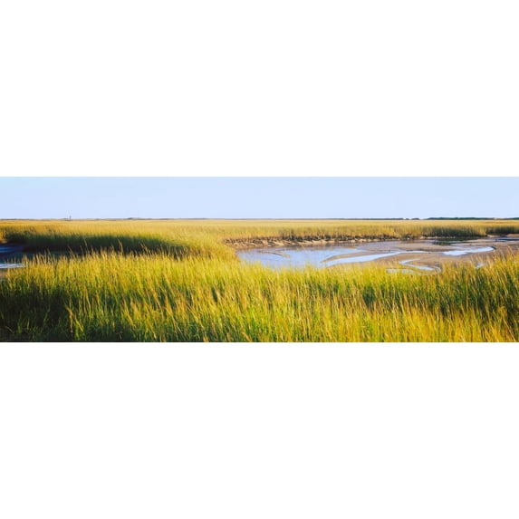 View of crop in the field, Cape Cod, Massachusetts, USA Poster Print (12 x 36)