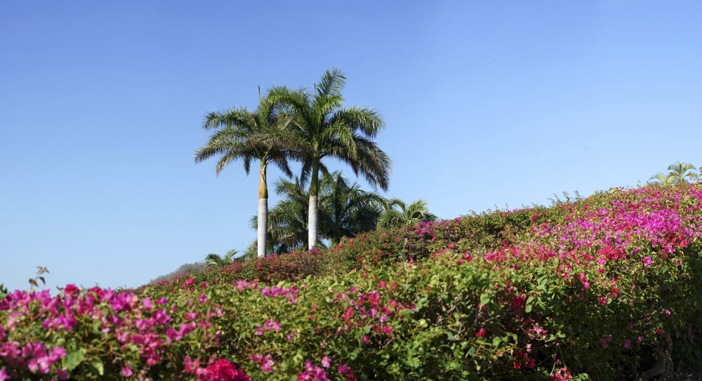 View of flowers in bloom with palm trees Liberia Guanacaste Costa Rica Canvas Art - Panoramic Images (27 x 9)