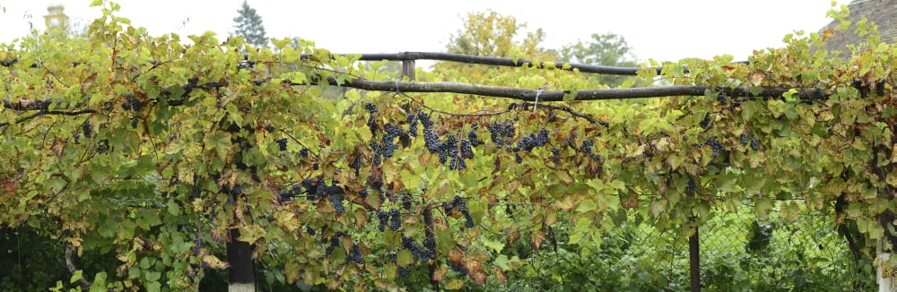 View of grape vines Bradu Arges County Romania Canvas Art - Panoramic Images (27 x 9)