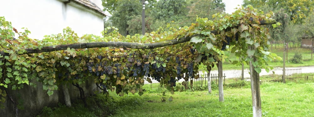 View of grape vines by house Bradu Arges County Romania Canvas Art - Panoramic Images (36 x 12)