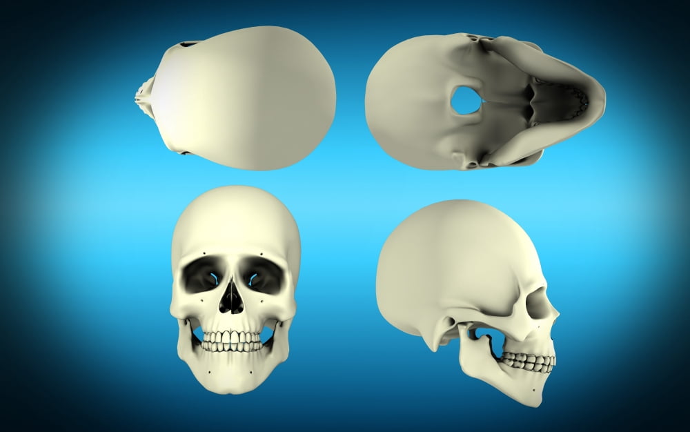 View of human skull from different angles Canvas Art - Stocktrek Images (18 x 12)