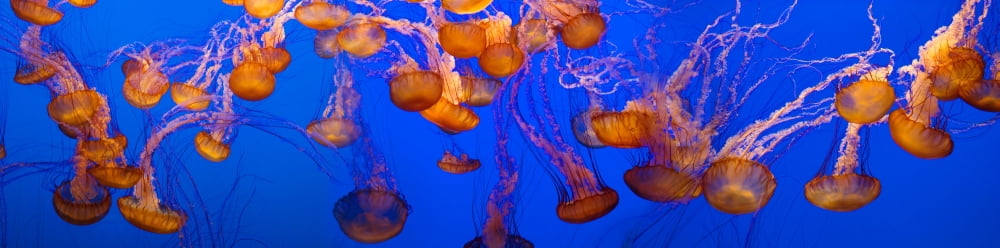 View of jelly fish underwater Canvas Art - Panoramic Images (36 x 12)