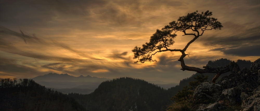 View of lonely tree Kinga with Tatra Mountains from Pieniny mountains at sunset Poland Canvas Art - Panoramic Images (6 x 15)