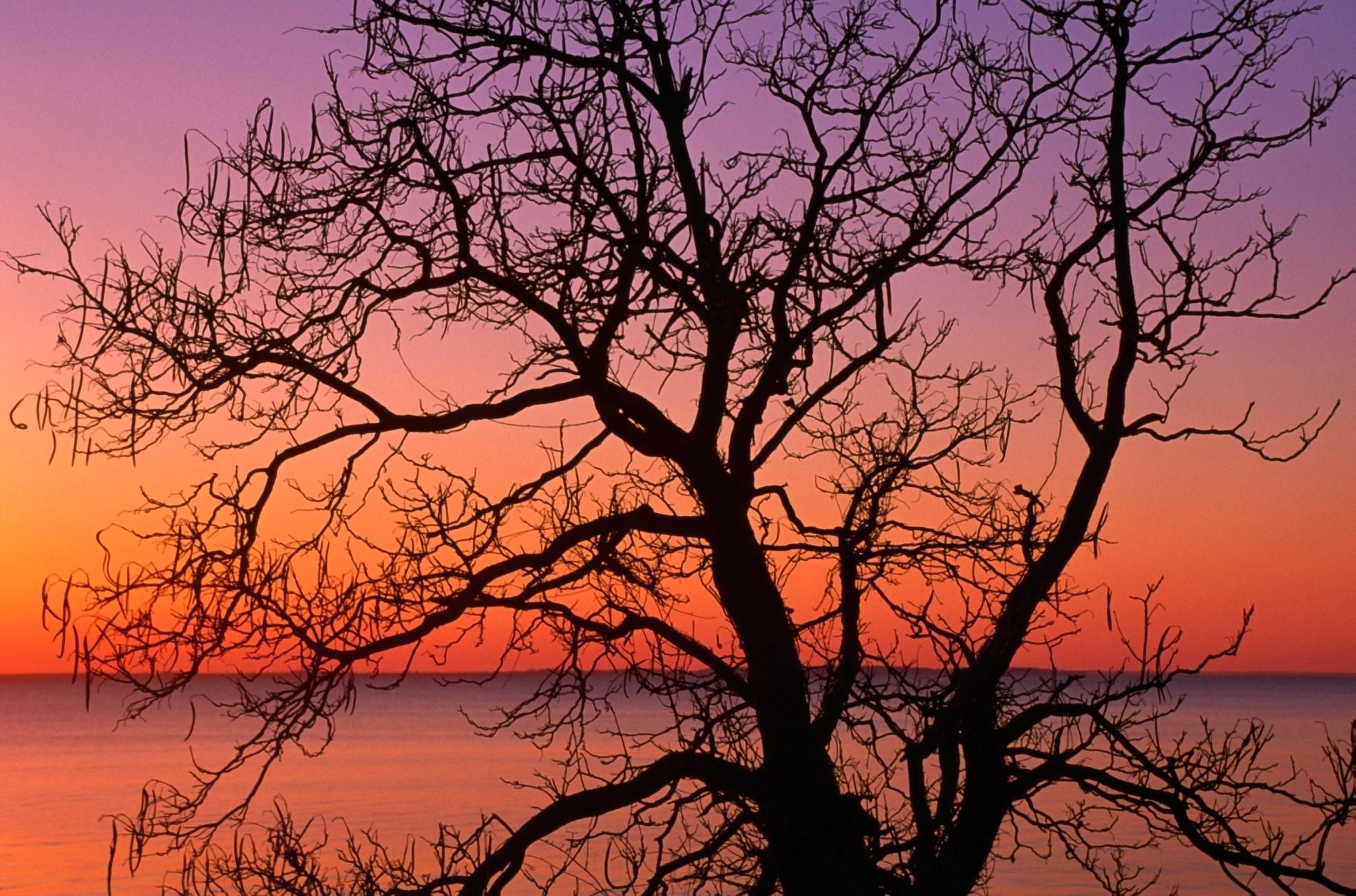 View of ocean through silhouetted tree branches dawn Maryland USA Canvas Art - Panoramic Images (12 x 36)