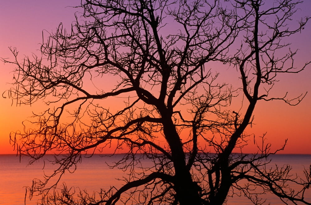 View of ocean through silhouetted tree branches dawn Maryland USA Canvas Art - Panoramic Images (9 x 27)