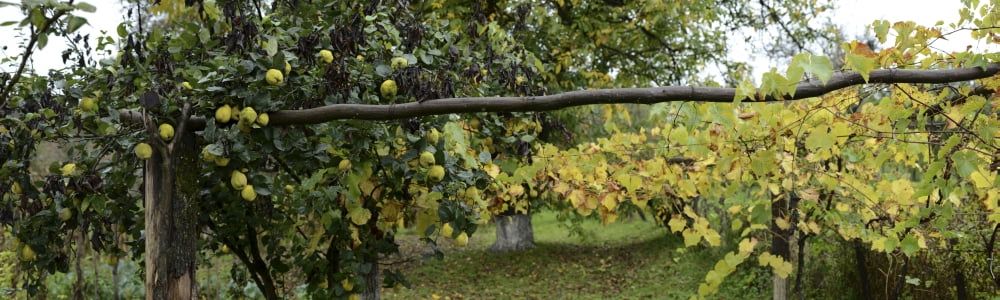 View of pear trees Bradu Arges County Romania Canvas Art - Panoramic Images (36 x 12)