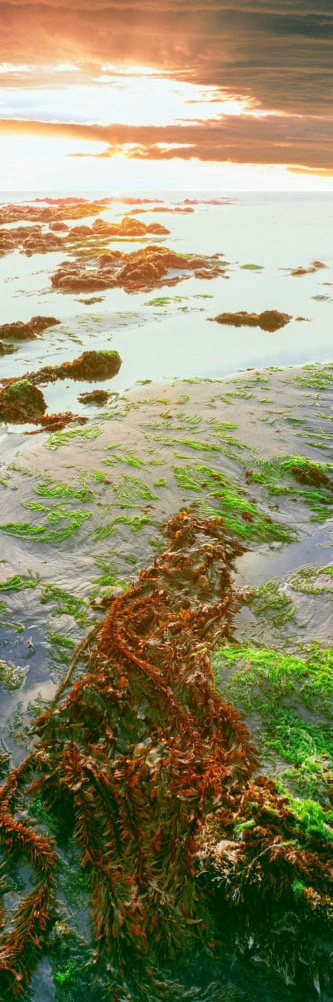 View of seaweed on the beach Las Rocas Baja California Mexico Canvas Art - Panoramic Images (27 x 9)
