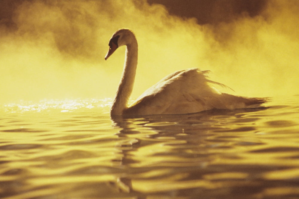 View of single white African Swan in water Canvas Art - Brent Black Design Pics (17 x 11)