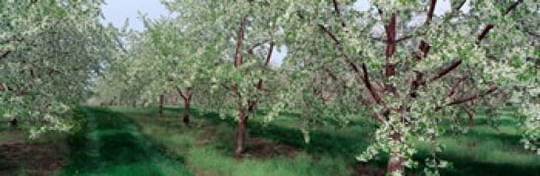 View of spring blossoms on cherry trees Canvas Art - Panoramic Images (18 x 6)