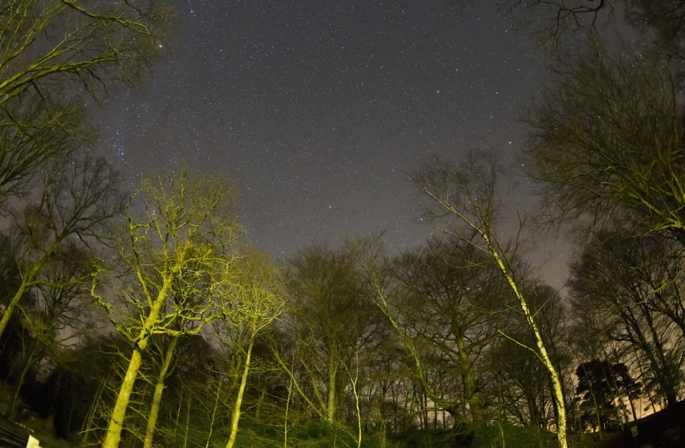 View of stars in the sky with illuminated trees at nighttime Clappersgate England Canvas Art - John Short Design Pics (19 x 12)