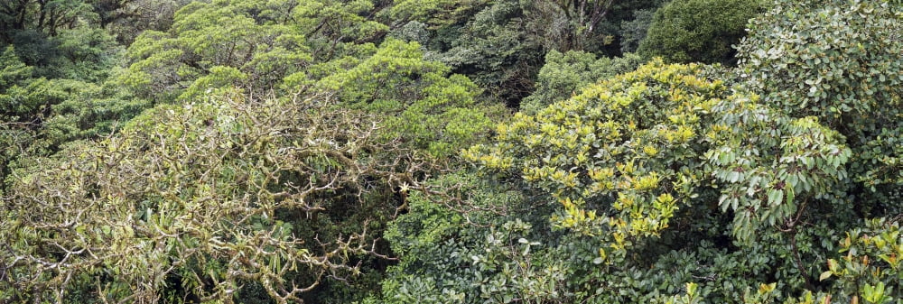 View of trees at Monte Verde Cloud Forest Costa Rica Canvas Art - Panoramic Images (36 x 12)