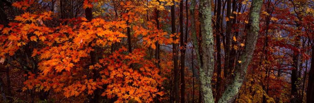 View of trees in forest Great Smoky Mountains National Park North Carolina USA Canvas Art - Panoramic Images (12 x 36)
