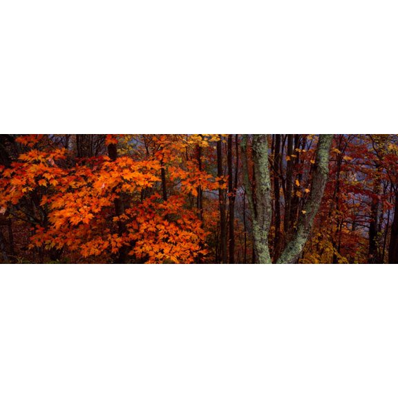 View of trees in forest Great Smoky Mountains National Park North Carolina USA Canvas Art - Panoramic Images (6 x 18)
