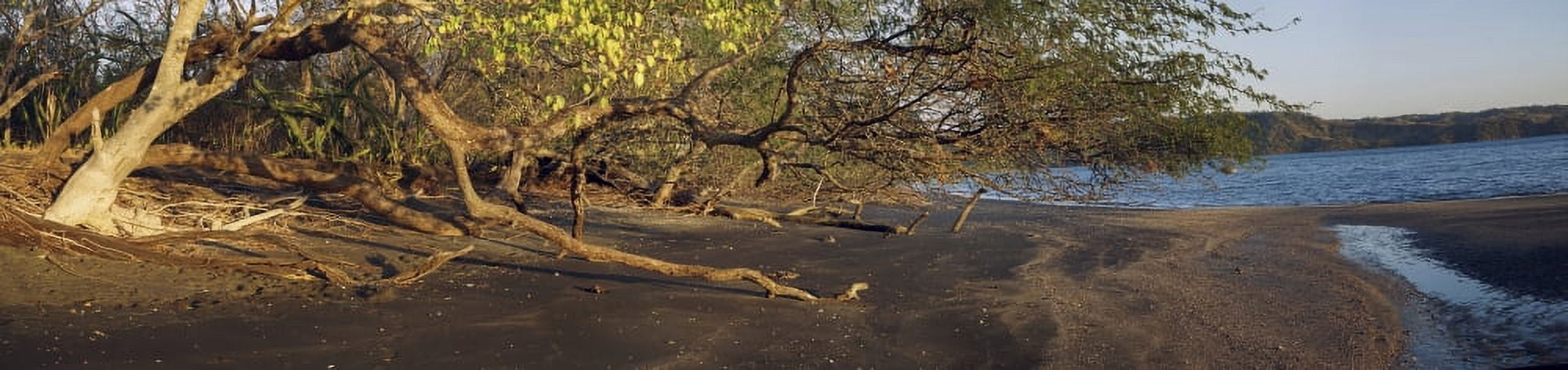 View of trees on the beach Liberia Guanacaste Costa Rica Canvas Art - Panoramic Images (27 x 8)