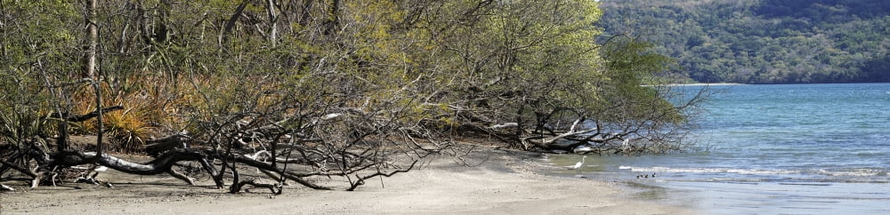 View of trees on the beach Liberia Guanacaste Costa Rica Canvas Art - Panoramic Images (27 x 9)