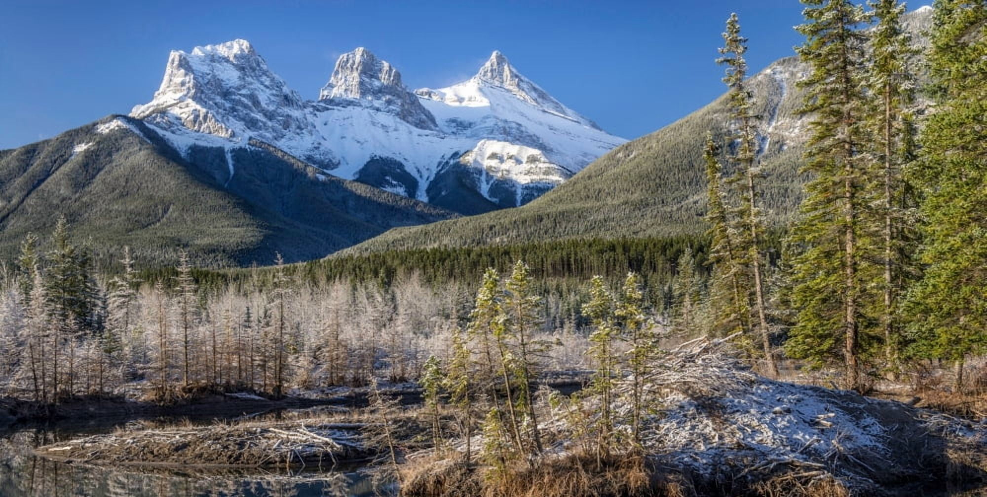 View of trees with snowcapped mountains Policemans Creek Beaverlodge Three Sisters Canmore Alberta Canada Canvas Art - Panoramic Images (12 x 24)