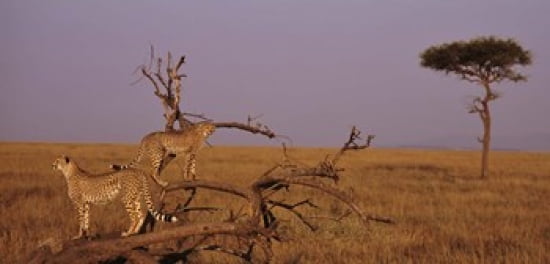 View of two Cheetahs in the wild Africa Canvas Art - Panoramic Images (24 x 12)