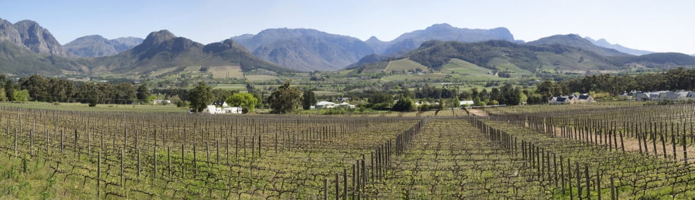 View of vineyard in Franschhoek Cape Town Western Cape Province South Africa Canvas Art - Panoramic Images (27 x 9)