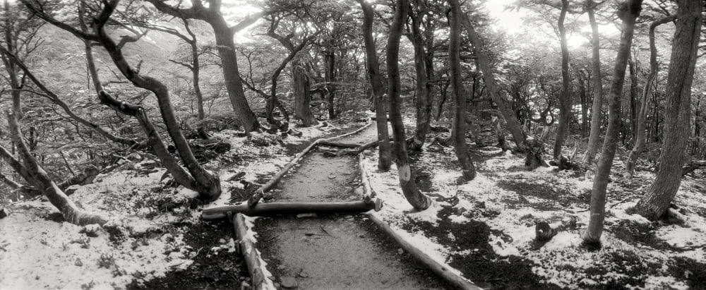 View of a trail through the trees of Tierra del Fuego National Park Ushuaia Tierra del Fuego Province Patagonia Argentina Canvas Art - Panoramic Images (6 x 15)